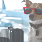 Your Furry Friends